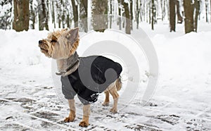 Beautiful Yorkshire Terrier standing on snow in winter