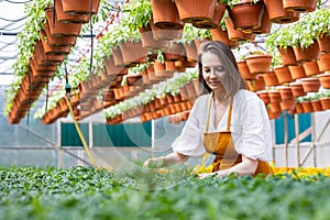 beautiful and young adult Caucasian woman gardener in a greenhouse or plant nursery takes care of flowers and plants