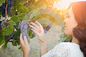 Beautiful Young Adult Woman Picking Grapes In The Vineyard