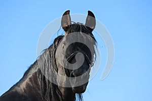 Young stallion looking over the corral fence