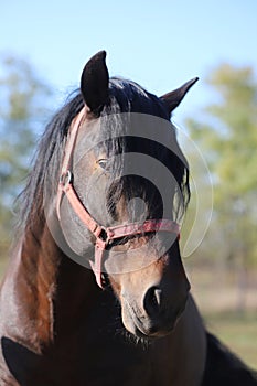 Young stallion looking over the corral fence