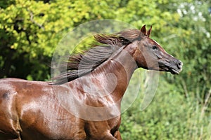 Beautiful young arabian mare galloping on pasture