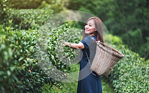 A beautiful woman picking tea leaf in a highland tea plantation