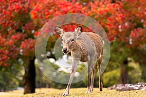 Beautiful young baby fawn deer walking in park during fall autumn foliage, colorful red leaves