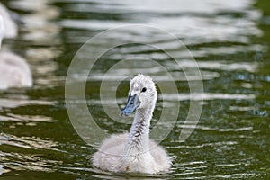 Beautiful young baby swan is swimming on a water