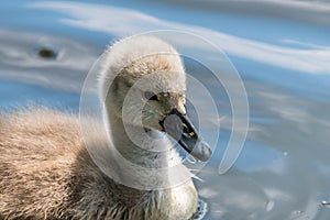 Beautiful young baby swan is swimming on a water.