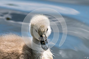 Beautiful young baby swan is swimming on a water.