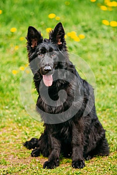 Black German Shepherd Dog Sit In Green Grass. Alsatian Wolf Dog