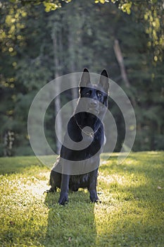 Beautiful Young Black German Shepherd Dog Sit In Green Grass.