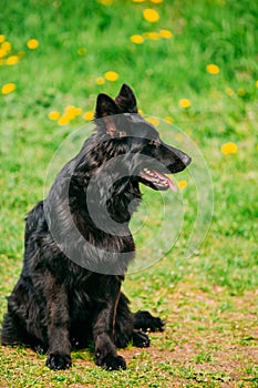 Beautiful Young Black German Shepherd Dog Sitting In Green Grass. Alsatian Wolf Dog Or German Shepherd Dog On Green
