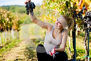 Beautiful young blonde woamn harvesting grapes in vineyard