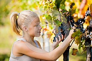 Beautiful young blonde woamn harvesting grapes in vineyard