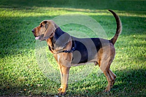 Beautiful young Bloodhound dog.