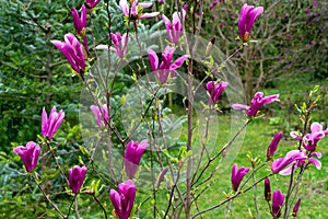 Beautiful young blooming Magnolia Susan Magnolia liliiflora x Magnolia stellata with large pink flowers and buds