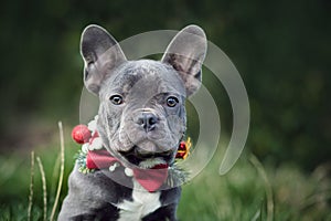 Beautiful young blue French Bulldog dog wearing seasonal Christmas collar with red bow tie