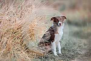 Beautiful young border collie puppy sitting in the field on a background of tall grass.