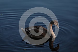Beautiful young brown Mute swan on a crystal clear deep blue lake reflection