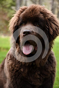 Beautiful Young Brown Newfoundland Puppy with a Pink Tongue