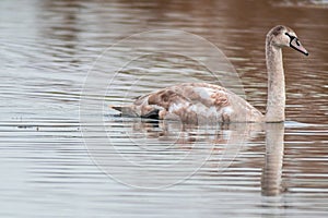 Beautiful young brown swan swims on a pond