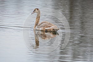 Beautiful young brown swan swims on a pond