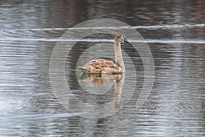 Beautiful young brown swan swims on a pond