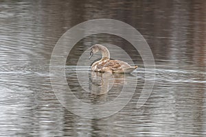 Beautiful young brown swan swims on a pond