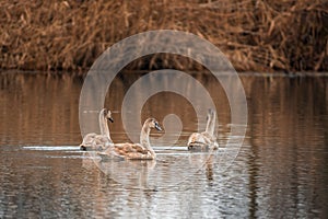 Beautiful young brown swan swims on a pond