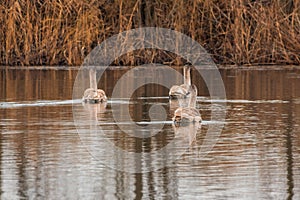 Beautiful young brown swan swims on a pond