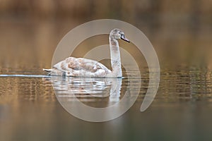 Beautiful young brown swan swims on a pond