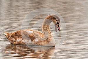 Beautiful young brown swan swims on a pond