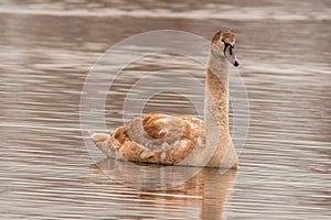 Beautiful young brown swan swims on a pond