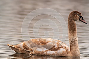 Beautiful young brown swan swims on a pond