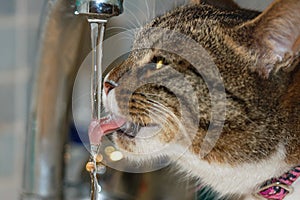Beautiful young cat drinks water from the tap