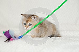 Beautiful young cat together with kittens on white