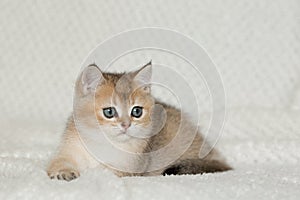 Beautiful young cat together with kittens on white