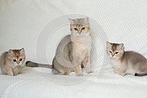 Beautiful young cat together with kittens on white