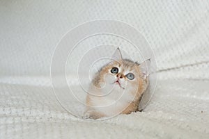 Beautiful young cat together with kittens on white