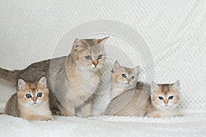 Beautiful young cat together with kittens on white