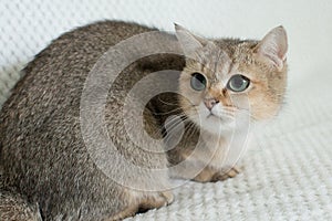 Beautiful young cat together with kittens on white