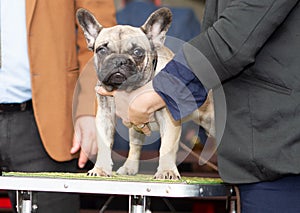 Beautiful young champion dog breed boston terrier isolated coloring while judging at the international dog show