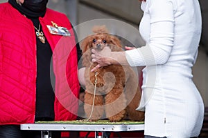 Beautiful young champion dog of breed dwarf poodle isolated coloring during judging at the international dog show