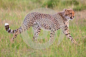 A beautiful young cheetah hunting at the masai