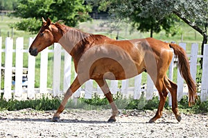 Beautiful young chestnut colored horse galloping in the corral summertime