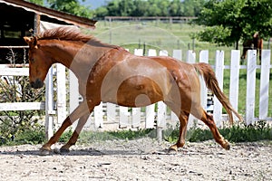 Beautiful young chestnut colored horse galloping in the corral summertime