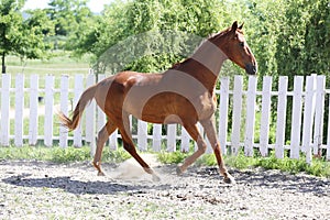 Beautiful young chestnut colored horse galloping in the corral summertime