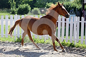 Beautiful young chestnut colored horse galloping in the corral summertime