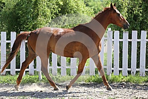 Beautiful young chestnut colored horse galloping in the corral summertime