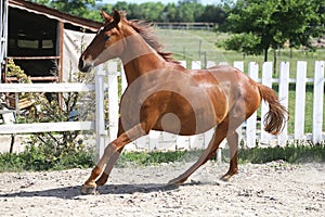 Beautiful young chestnut colored horse galloping in the corral summertime