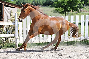 Beautiful young chestnut colored horse galloping in the corral summertime