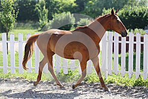 Beautiful young chestnut colored horse galloping in the corral summertime